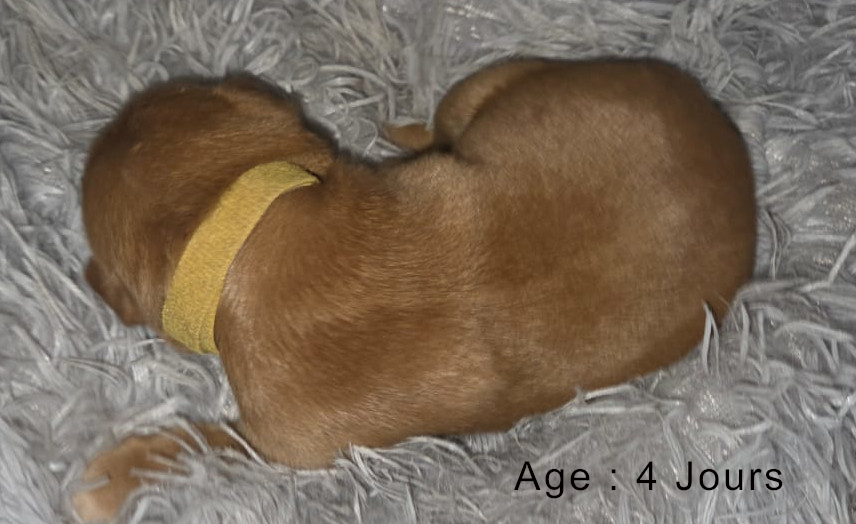 Collier jaune male blond 1