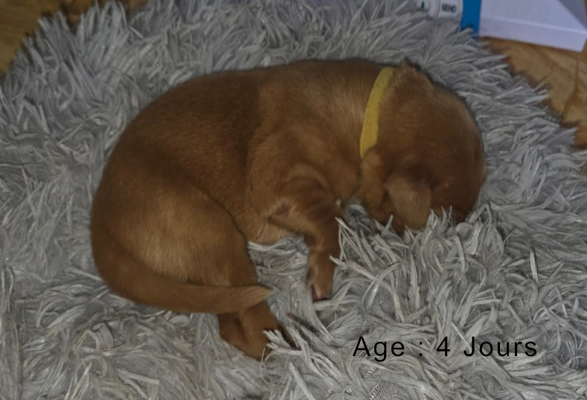 Collier jaune male blond 2