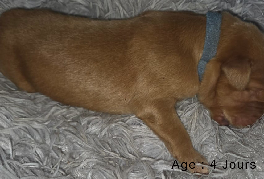 Collier bleu male blond 2