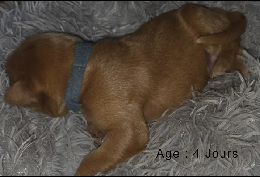 Collier bleu male blond 1