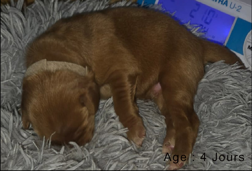 Collier blanc male blond 2