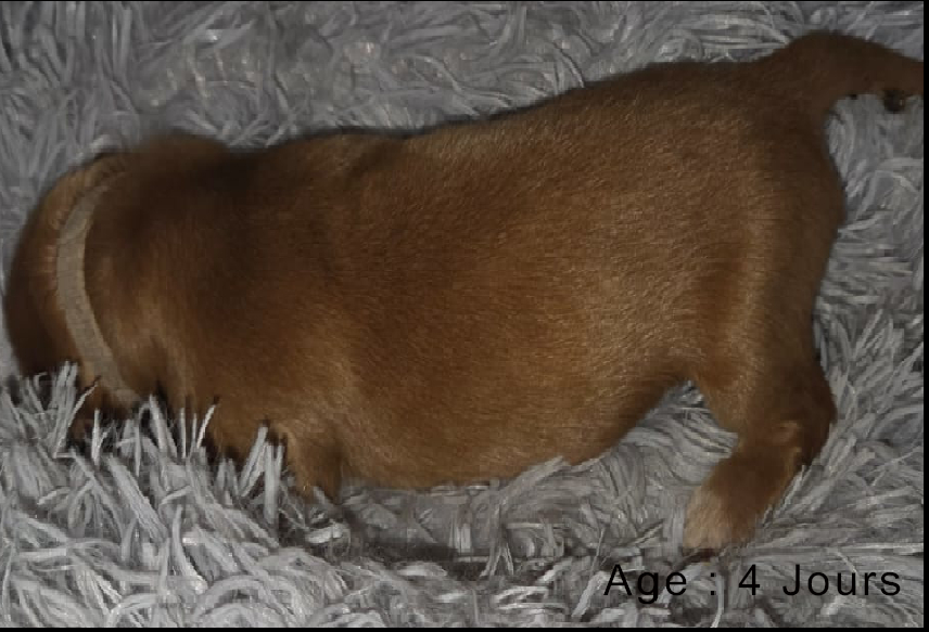 Collier blanc male blond 1