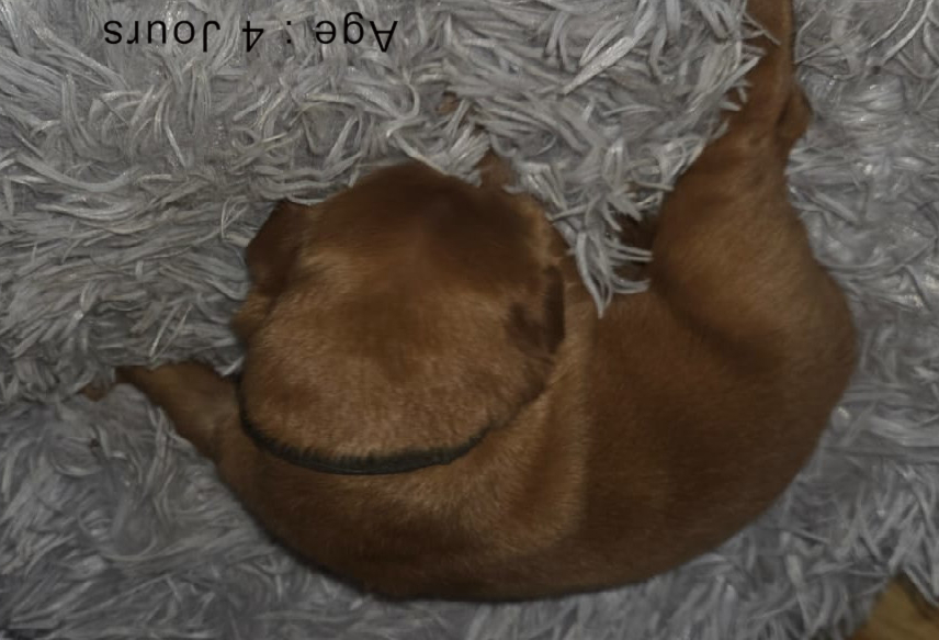 Collier marron male blond 2