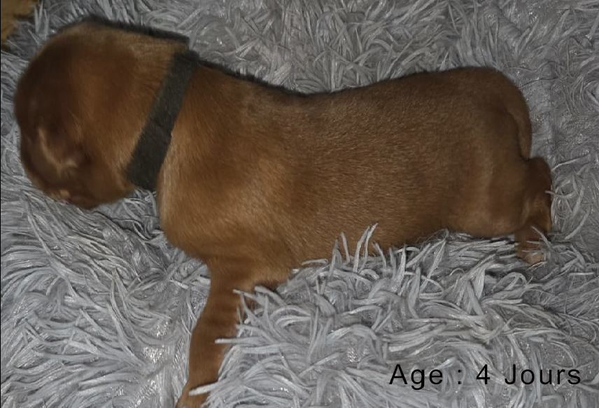 Collier marron male blond 1