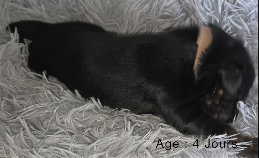 Collier rose male noir et feu 2