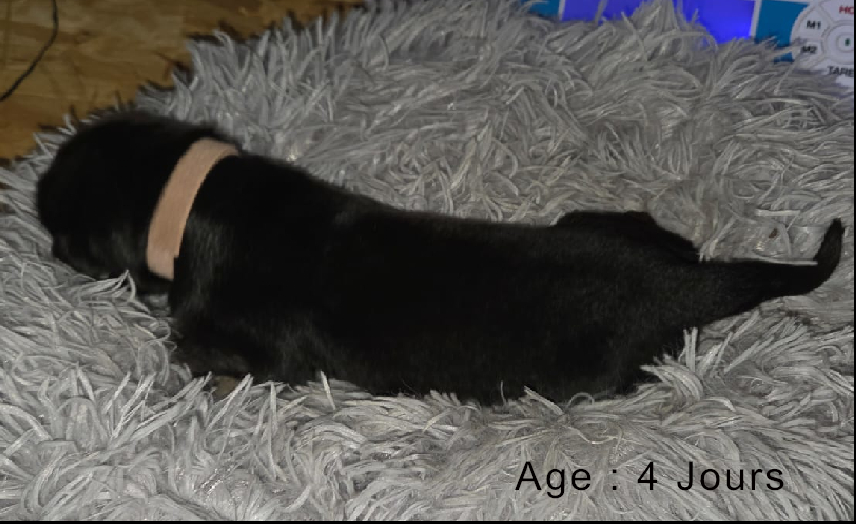 Collier rose male noir et feu 1