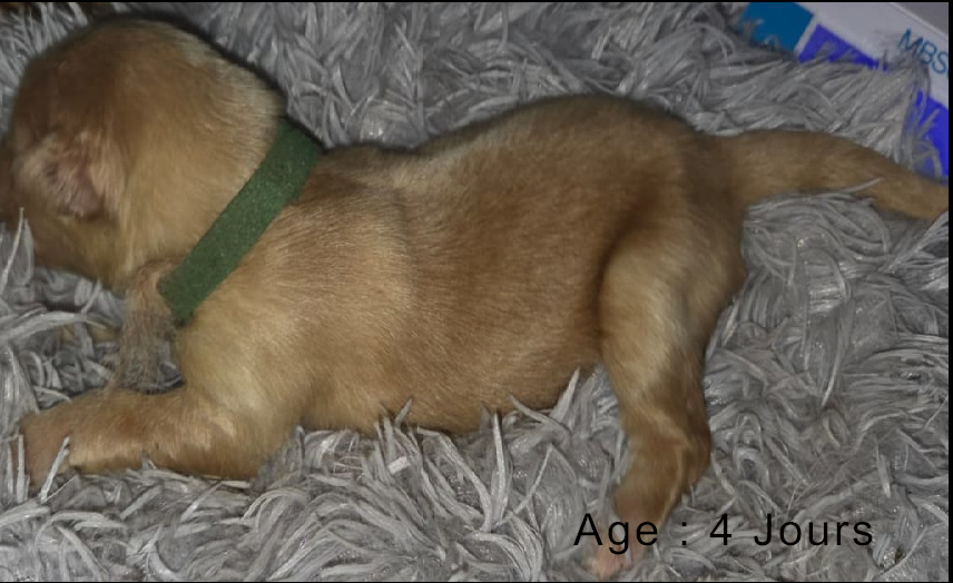 Collier vert femelle blond 2