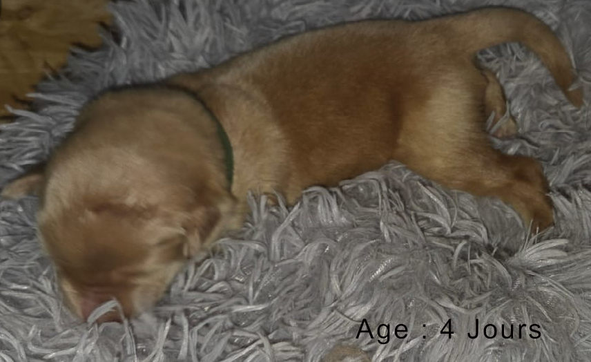 Collier vert femelle blond 1