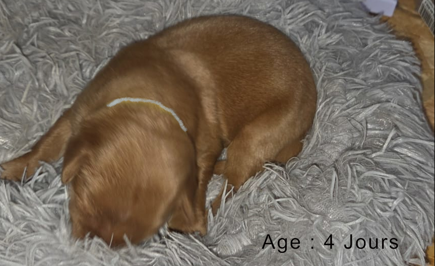 Collier blanc femelle blond 2