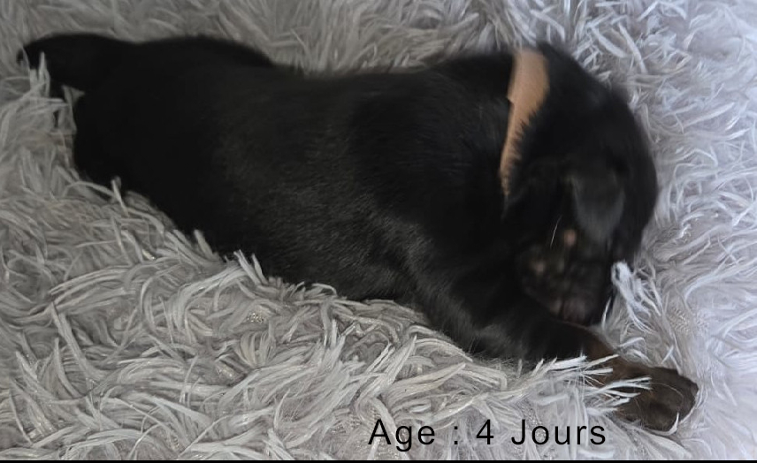 Collier blanc femelle noir et feu 2