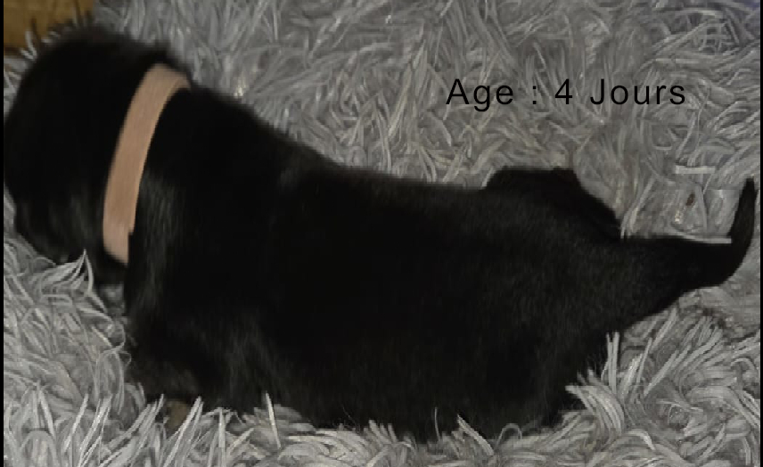 Collier blanc femelle noir et feu 1