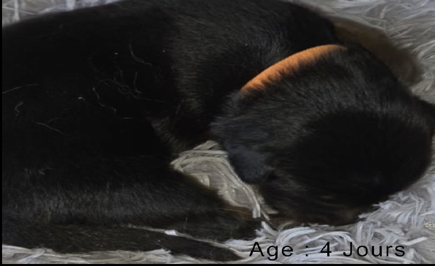 Collier orange femelle noir et feu 1