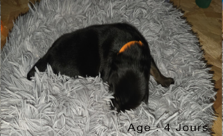 Collier orange femelle noir et feu 2