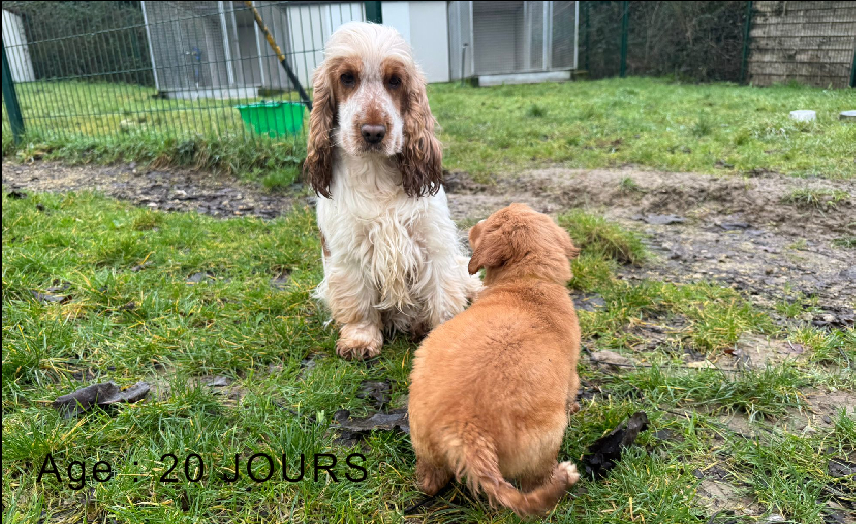 Collier jaune male blond 3 