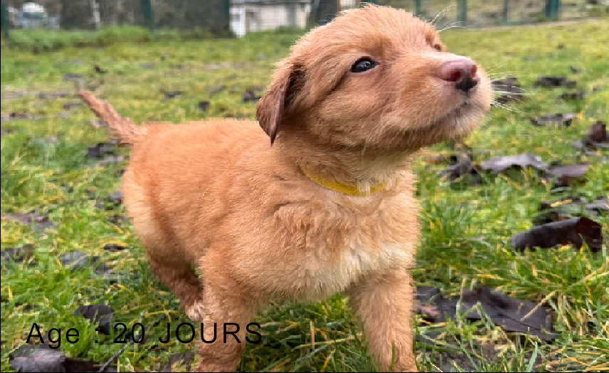 Collier jaune male blond 2 
