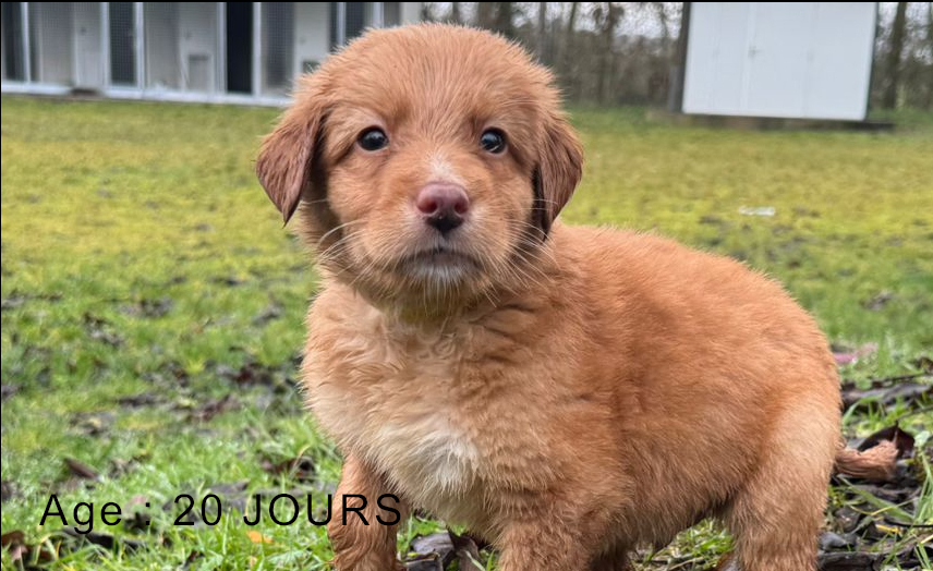 Collier jaune male blond 1 