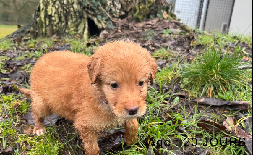 Collier bleu male blond 3 