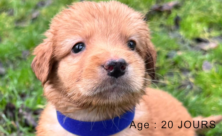 Collier bleu male blond 2 