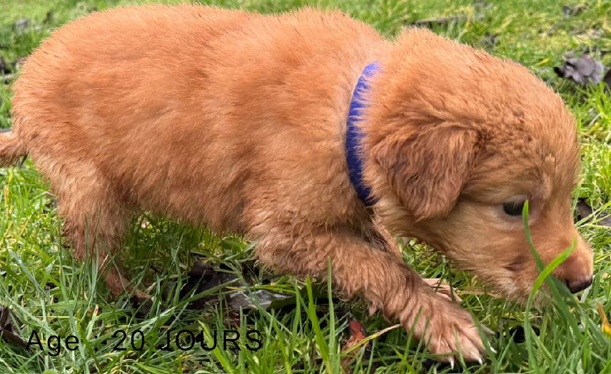 Collier bleu male blond 1 