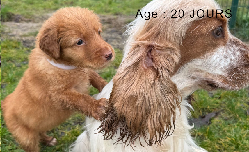 Collier blanc male blond 3 
