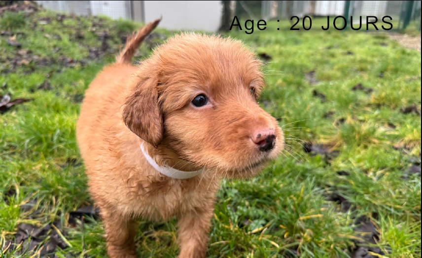 Collier blanc male blond 2 