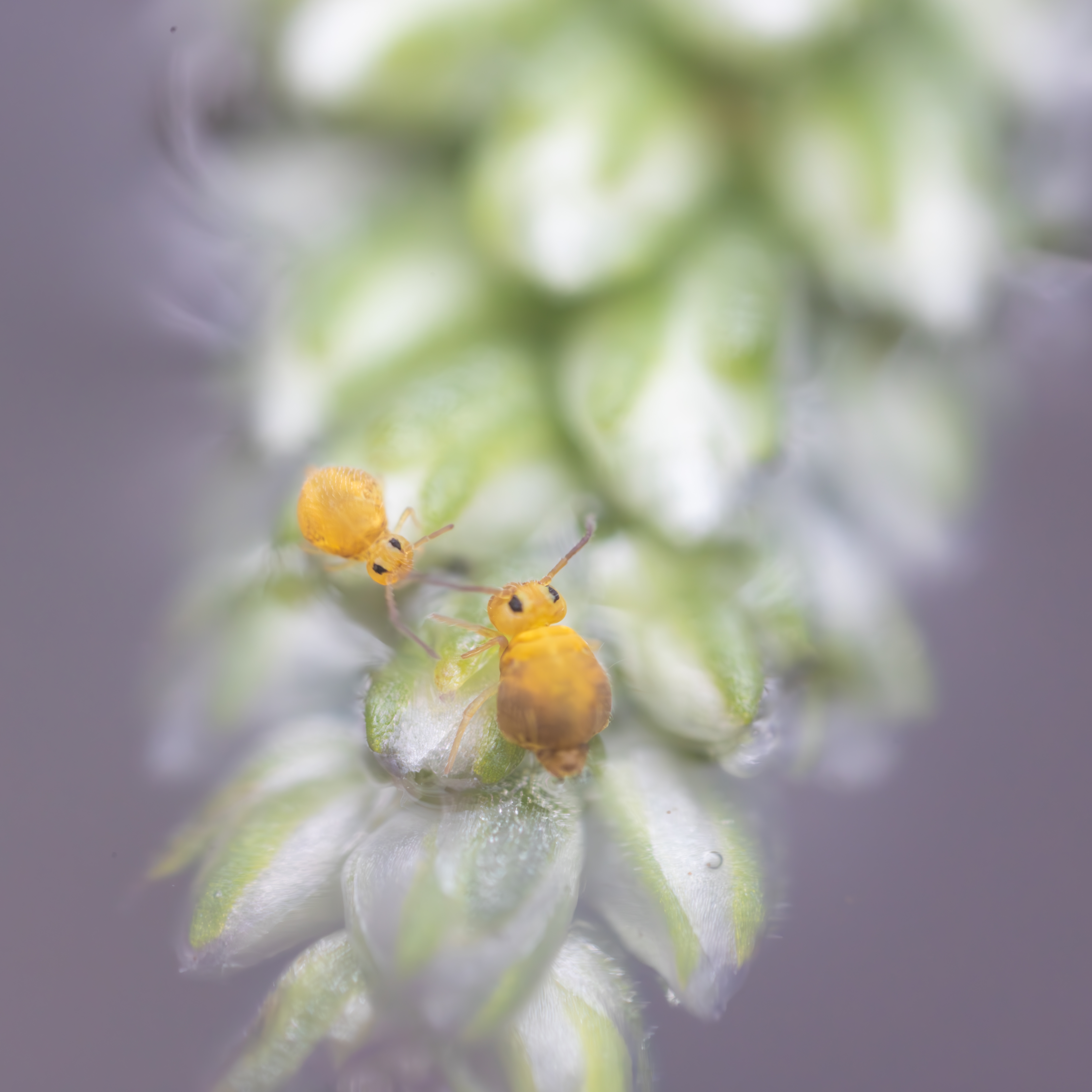  48a4252 avec accentuation bruit