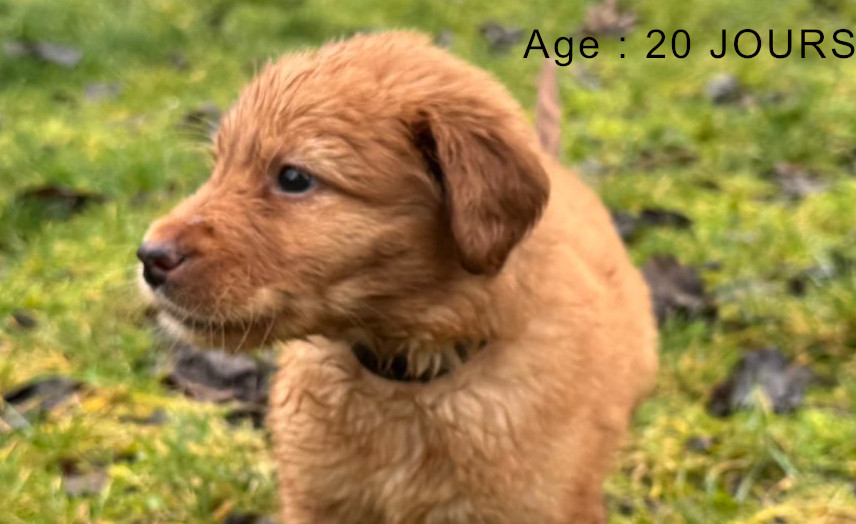 Collier marron male blond 3 