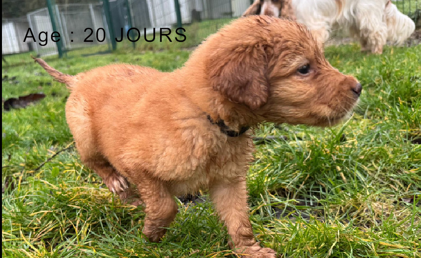 Collier marron male blond 1 