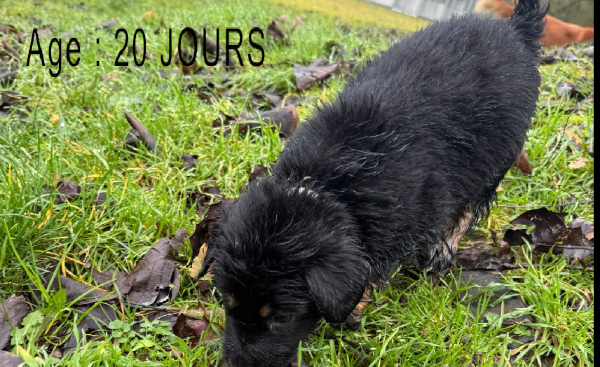 Collier rose male noir et feu 3 