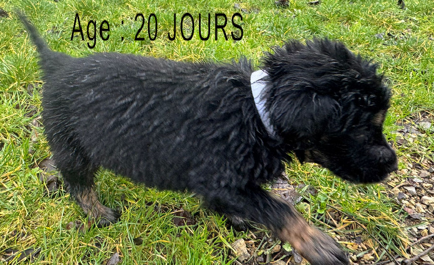 Collier rose male noir et feu 2 