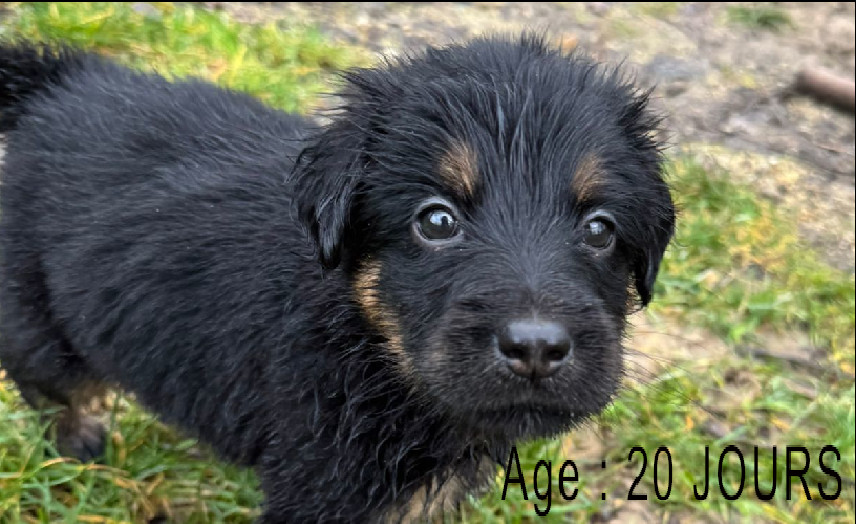 Collier rose male noir et feu 1 