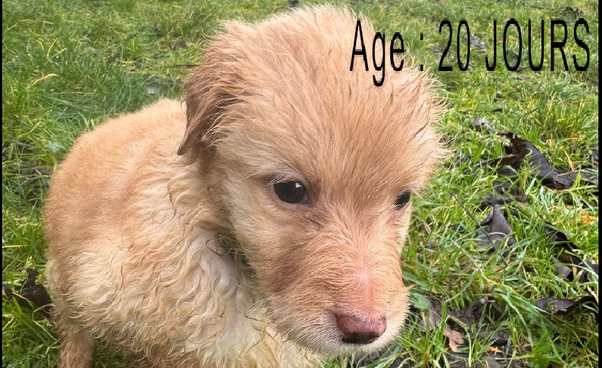 Collier vert femelle blond 3 