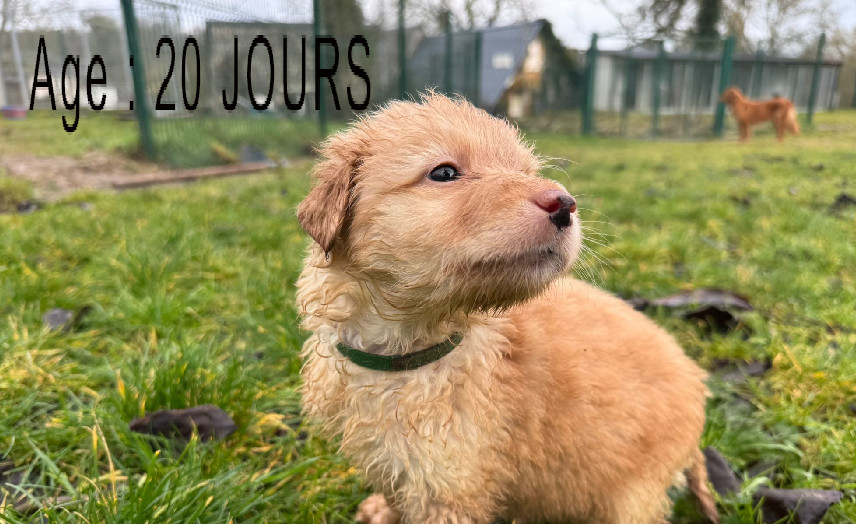 Collier vert femelle blond 2 