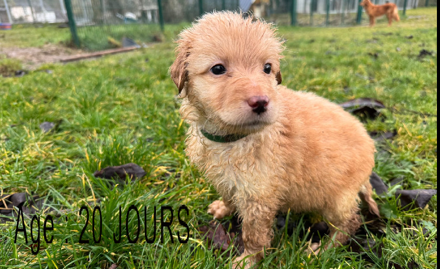 Collier vert femelle blond 1 