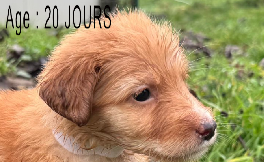 Collier blanc femelle blond 3 