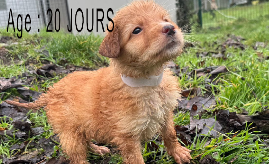 Collier blanc femelle blond 2 