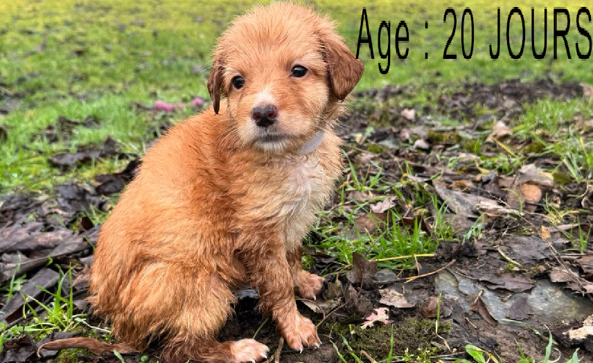 Collier blanc femelle blond 1 