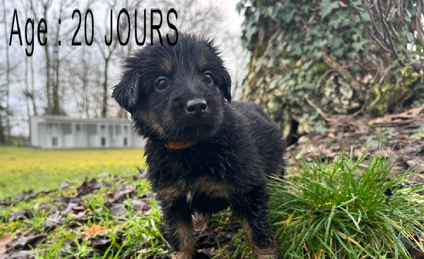 Collier orange femelle noir et feu 3 