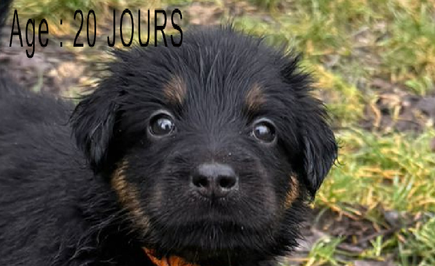 Collier orange femelle noir et feu 2 