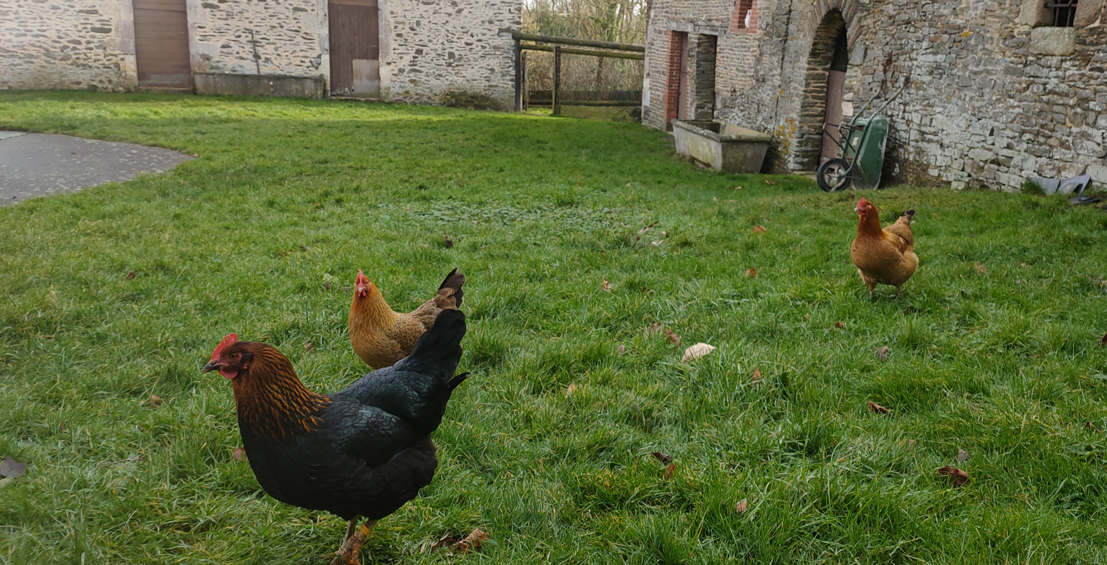 Poules