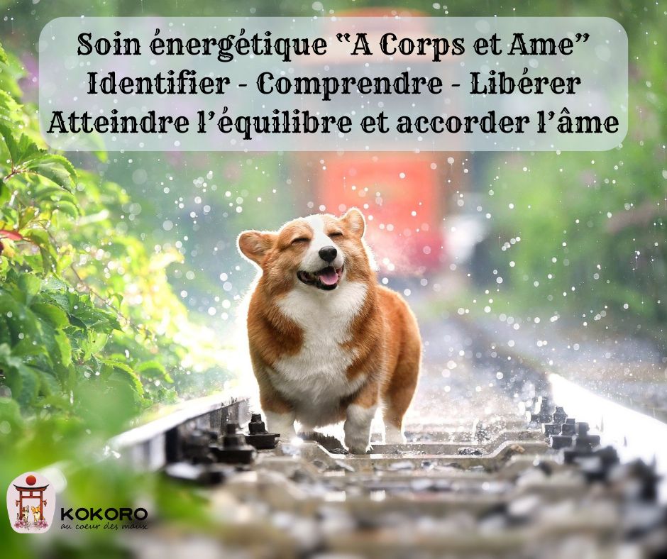 Communication-Animale-Dialoguer-pour-mieux-comprendre