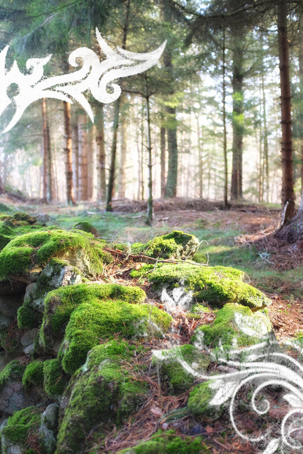 Foret-vierge-arabesque