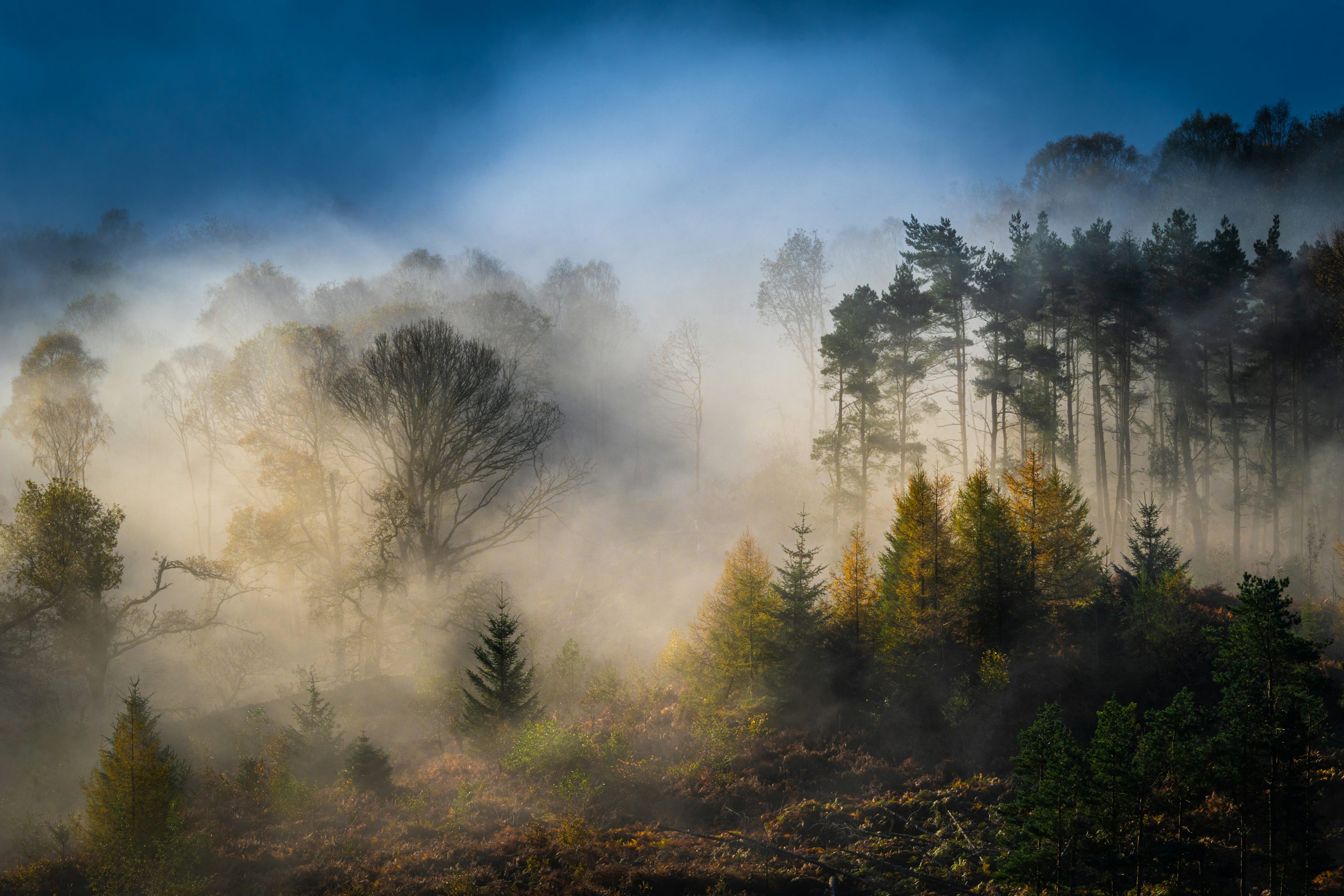Foret-dans-la-brume