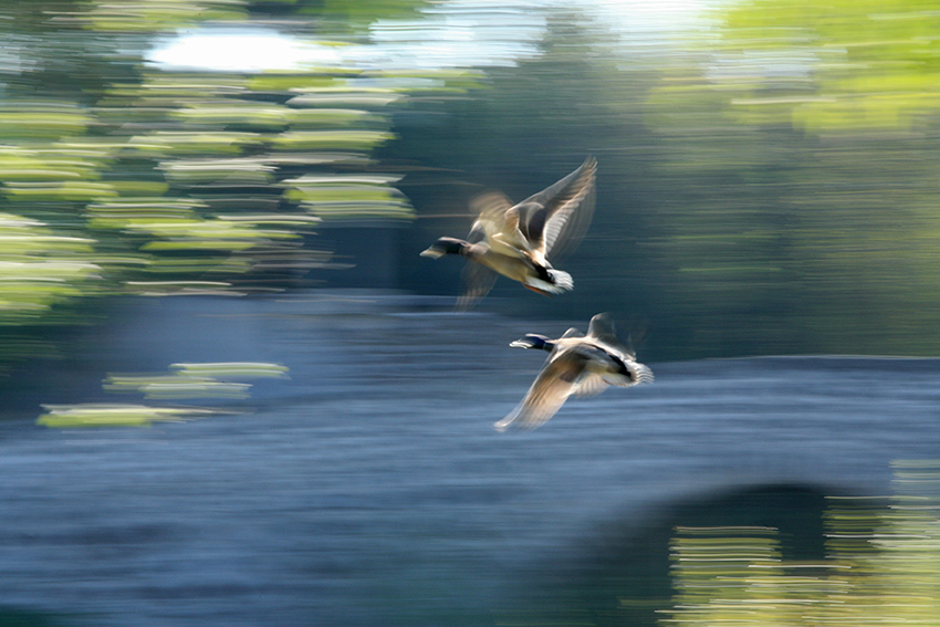 Canards