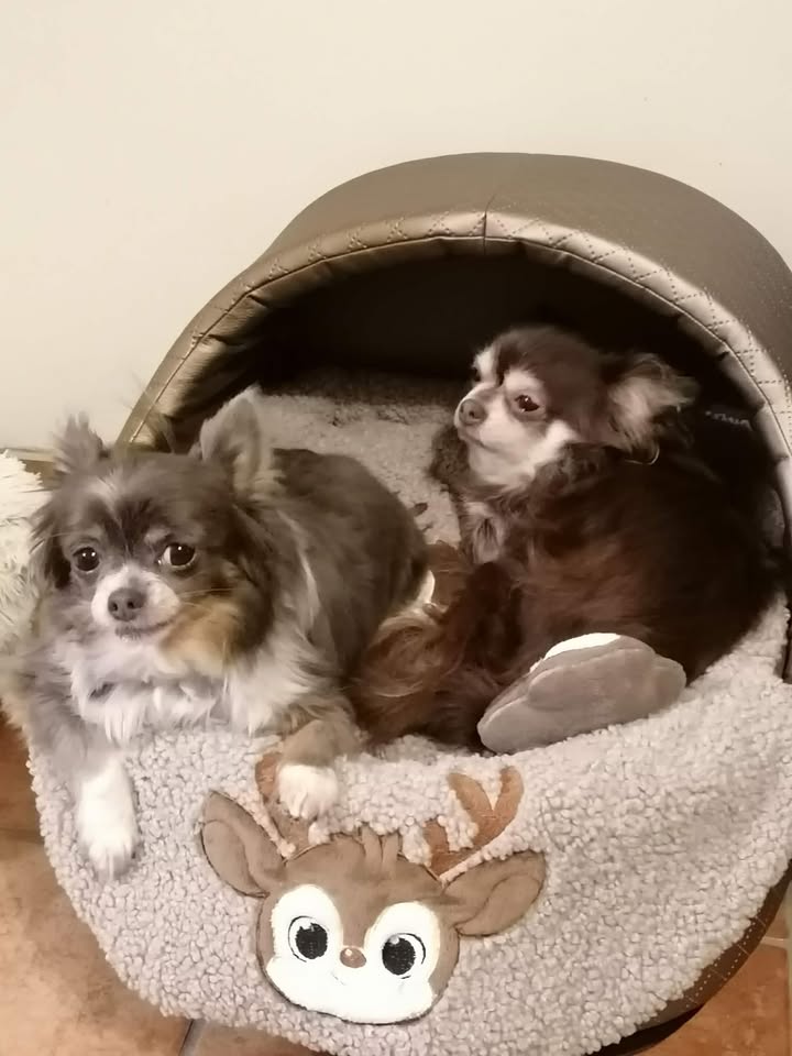 597139396 1372473007664728 1108689289970576680 n