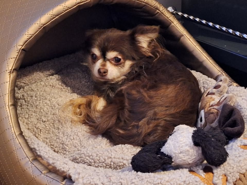 619452975 933324932451947 2228084189828726851 n