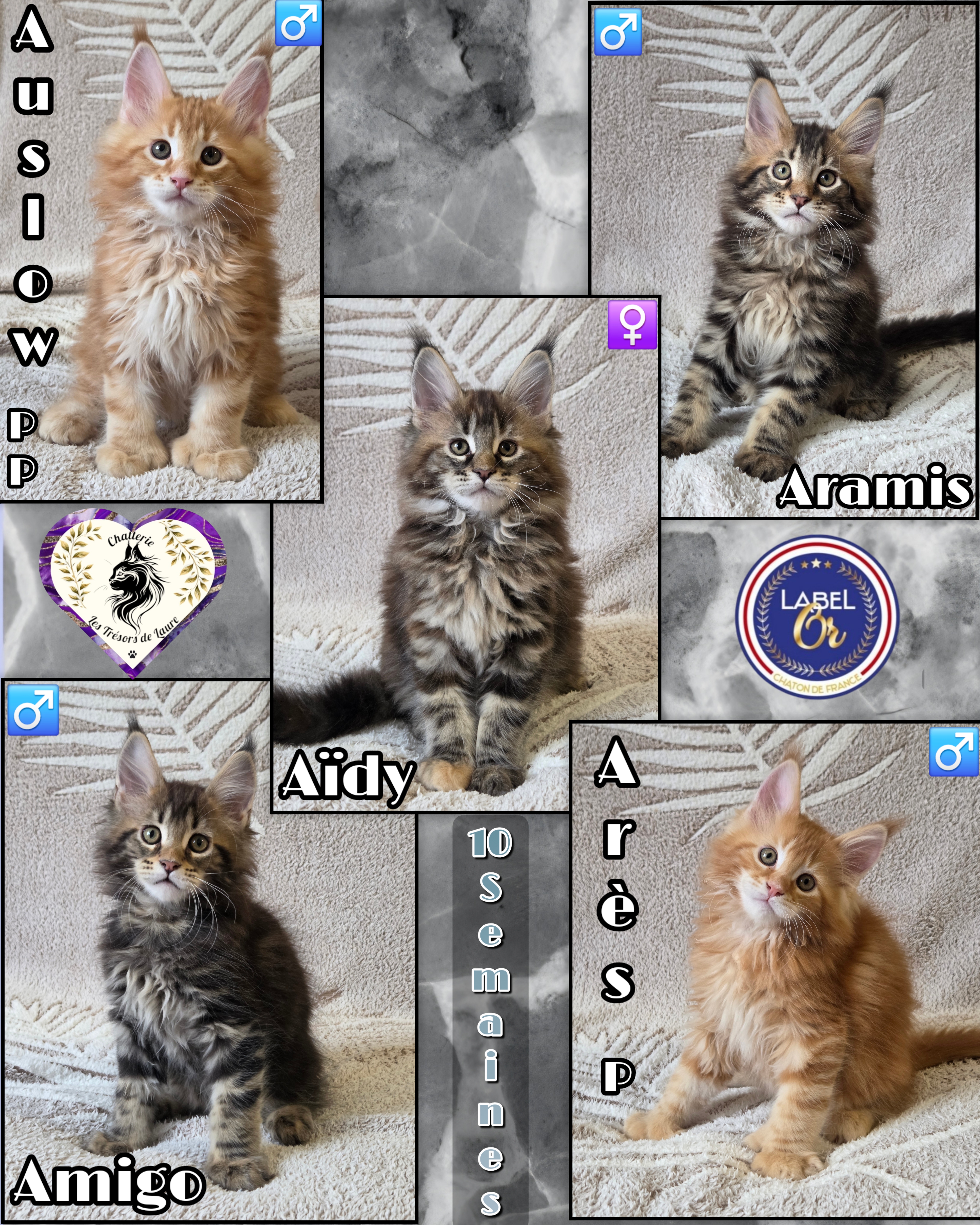 Photocollage 202612713485236-1-