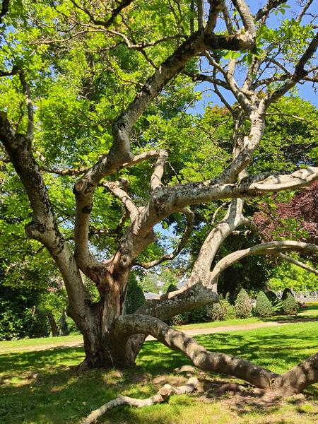 Parcours-de-l-arbre-neris-les-bains