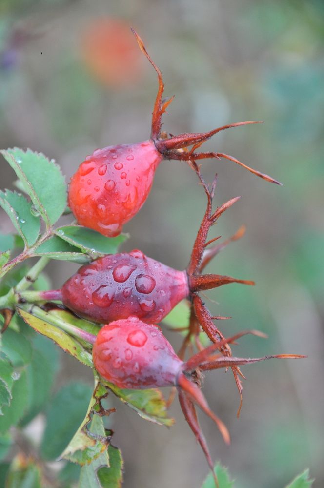 Gin6i-DSC 0084-allegee