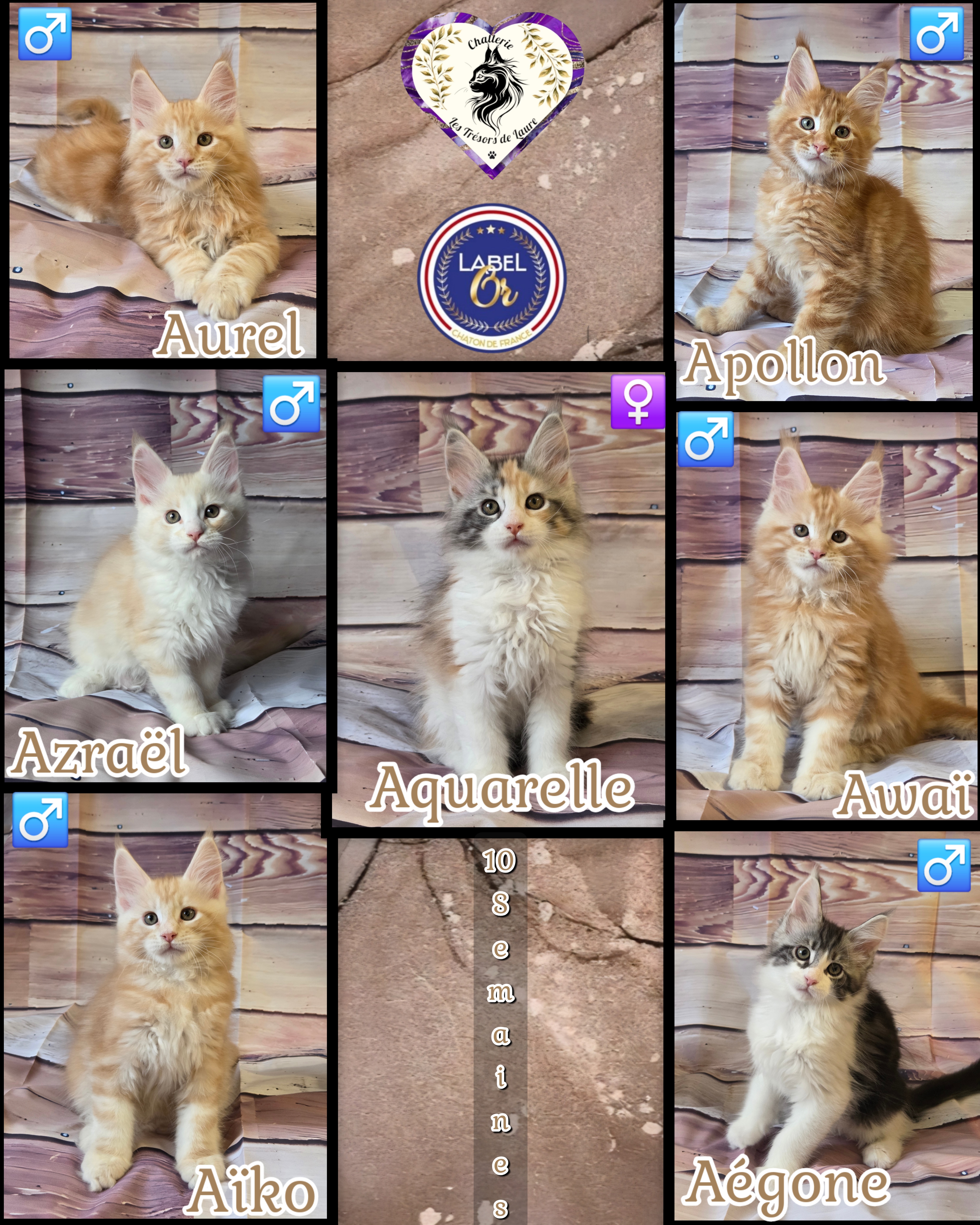 Photocollage 20261291463528-1-